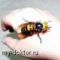 Апитерапия - лечение пчелиным ядом - MY-DOKTOR.RU
