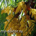 Пальмовая пыльца при лечении бесплодия - MY-DOKTOR.RU