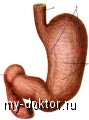 Строение и функции пищеварительных органов - MY-DOKTOR.RU